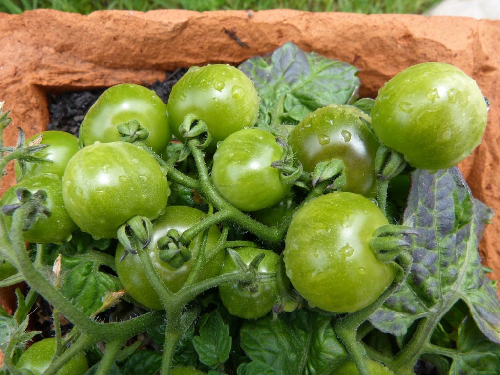 green tomatoes 780575 1280