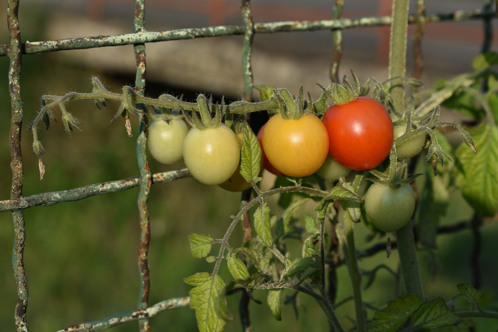 Вяленые помидоры польза или вред