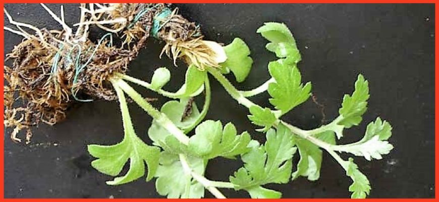 Размножение хризантем